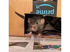 Topaz, Rat For Adoption In Raleigh, North Carolina