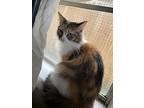 Viky, Calico For Adoption In Spring, Texas