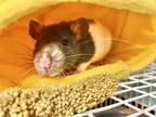 Carmie, Rat For Adoption In Olympia, Washington