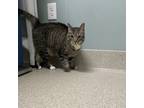 Vader, Domestic Shorthair For Adoption In Menands, New York
