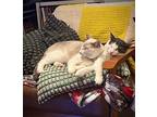 Gargi & Tinky Winky (we're In Foster Care!), Domestic Shorthair For Adoption In
