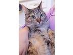 Cleocatra (bonded With Bubbles), Domestic Shorthair For Adoption In Houston