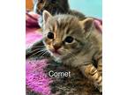 Comet, Domestic Shorthair For Adoption In Clinton, South Carolina