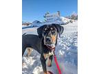 Brownie, Labrador Retriever For Adoption In Pagosa Springs, Colorado