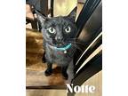 Notte, Domestic Shorthair For Adoption In Orlando, Florida