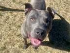 Diego, American Pit Bull Terrier For Adoption In Boulder, Colorado