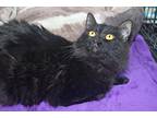 Frances, Domestic Mediumhair For Adoption In River Edge, New Jersey