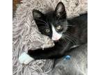 Elvis Purrsley, Domestic Shorthair For Adoption In Fort Worth, Texas