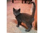 Spencer, Domestic Shorthair For Adoption In Fort Worth, Texas