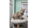 Betty Rose, Domestic Shorthair For Adoption In Umatilla, Florida