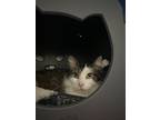 Dippin Dots, Maine Coon For Adoption In Carrollton, Texas