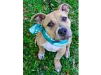 Draco, American Pit Bull Terrier For Adoption In Lighthouse Point, Florida