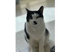 Poblano, Domestic Shorthair For Adoption In New York, New York