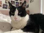 Uriel, Domestic Shorthair For Adoption In New York, New York