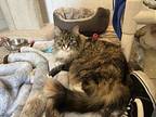 Charlie, Domestic Mediumhair For Adoption In Nelson, British Columbia