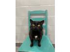 Phantom (huntsville Pet Smart), Domestic Shorthair For Adoption In Orillia