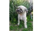 Sawy, Border Terrier For Adoption In Hawthorne, California
