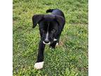 Sarge, Terrier (unknown Type, Medium) For Adoption In Taylors, South Carolina