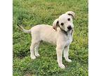 Samantha, Terrier (unknown Type, Medium) For Adoption In Taylors, South Carolina