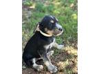 Simon, Terrier (unknown Type, Medium) For Adoption In Taylors, South Carolina