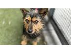 Carter - Foster Or Adopt Me!, Terrier (unknown Type, Medium) For Adoption In
