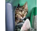 Ace, Domestic Shorthair For Adoption In Utica, Michigan