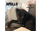 Apollo (courtesy Post), Labrador Retriever For Adoption In Council Bluffs, Iowa