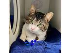 O'malley, Domestic Shorthair For Adoption In Columbia, Illinois