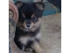 Pomeranian Puppy for sale in Spotsylvania, VA, USA