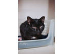 71900a Left Eye, Domestic Shorthair For Adoption In North Charleston