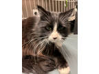 Emma, Domestic Longhair For Adoption In Walla Walla, Washington