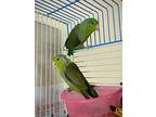 Maude, Parrotlet For Adoption In Vancouver, British Columbia
