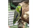 Walter, Parrotlet For Adoption In Vancouver, British Columbia