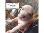 Great Dane Puppy for sale in Grass Lake, MI, USA