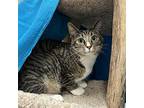 Jimmy, Domestic Shorthair For Adoption In Millbrook, Illinois