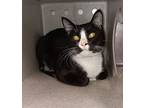 Marvin, Domestic Shorthair For Adoption In Topeka, Kansas