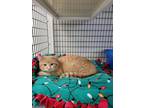 Gorou, Domestic Shorthair For Adoption In Neenah, Wisconsin