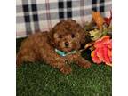 Poodle (Toy) Puppy for sale in Apple Valley, CA, USA