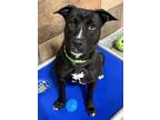 Wendy, American Pit Bull Terrier For Adoption In Fort Worth, Texas