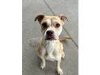 Sassy, Terrier (unknown Type, Small) For Adoption In Fort Worth, Texas