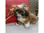Shih Tzu Puppy for sale in Black River, NY, USA