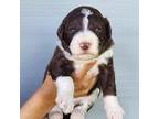 Aussiedoodle Puppy for sale in Bumpass, VA, USA