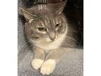 Sweet Pea, Domestic Shorthair For Adoption In Staten Island, New York