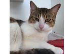 Pixel, Domestic Shorthair For Adoption In Staten Island, New York