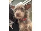 Kennedy, Terrier (unknown Type, Small) For Adoption In Rio Rancho, New Mexico