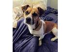 Denver, Jack Russell Terrier For Adoption In Plain City, Ohio