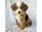 Miniature Australian Shepherd Puppy for sale in Honey Grove, TX, USA