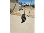 Pistachio, American Pit Bull Terrier For Adoption In California City, California