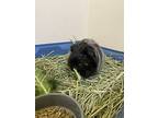 Merlin, Guinea Pig For Adoption In Burnaby, British Columbia