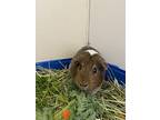 Gina, Guinea Pig For Adoption In Burnaby, British Columbia